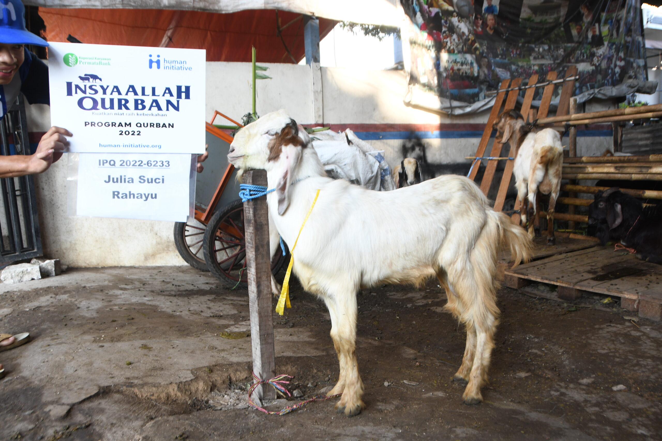 Langkah Cerdas Pemula Saat Membeli Kambing Qurban