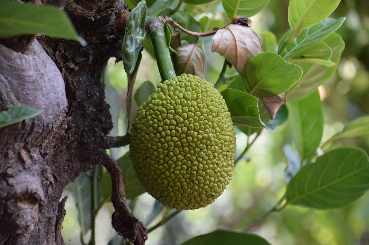 Cara Olah Kulit Nangka Muda Jadi Cuan, 100% Works!