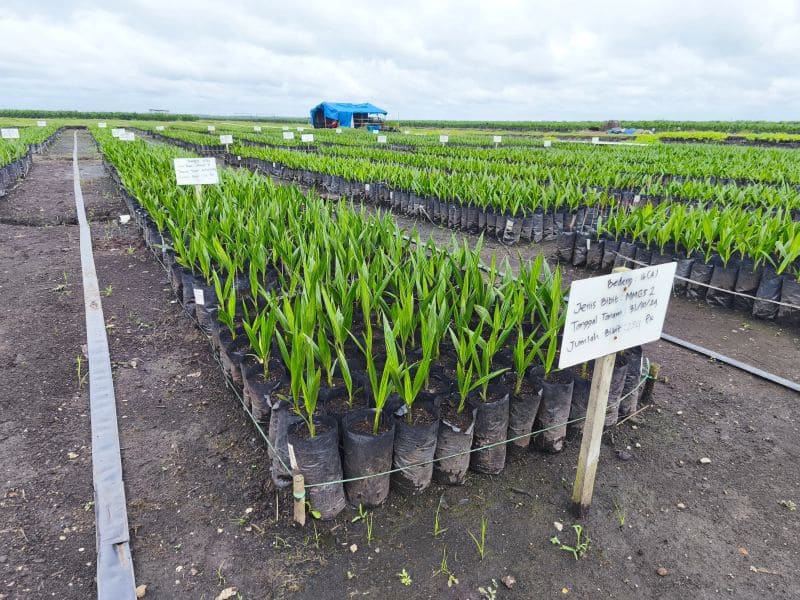 Sistem Nursery Kelapa Sawit Kunci Pertumbuhan Bibit