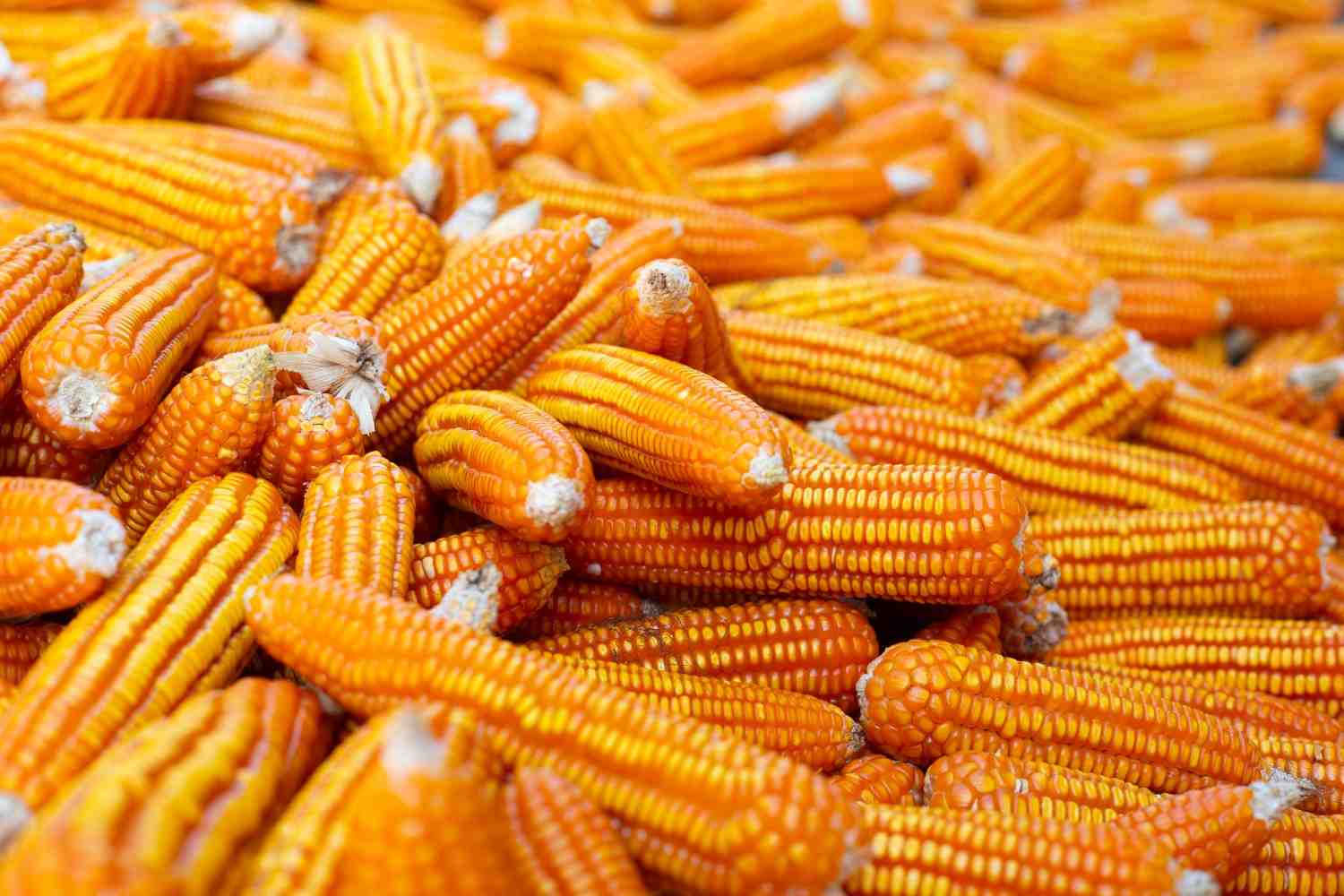Solusi Mengatasi Jagung Menumpuk Saat Panen Raya Secara Efektif