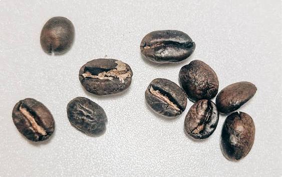 Penyebab Biji Kopi Gosong Saat Proses Roasting