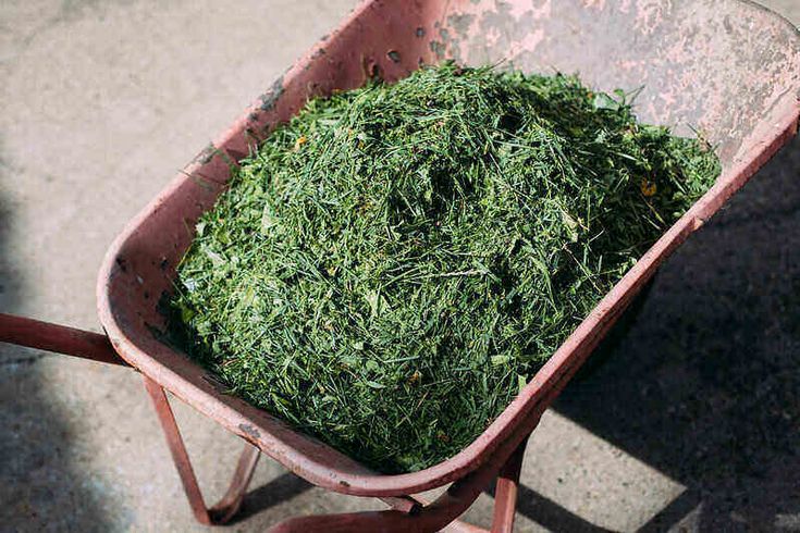 penyebab rumput tersangkut saat pencacahan