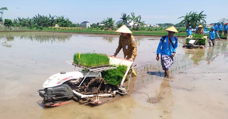 Cara Memulai Usaha Jasa Tanam Padi