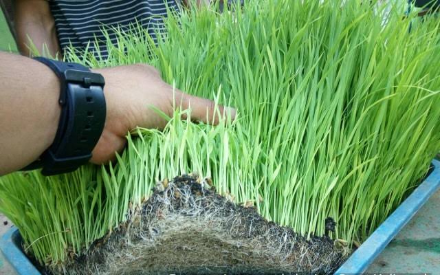 Pengaruh Ukuran Bibit terhadap Penanaman