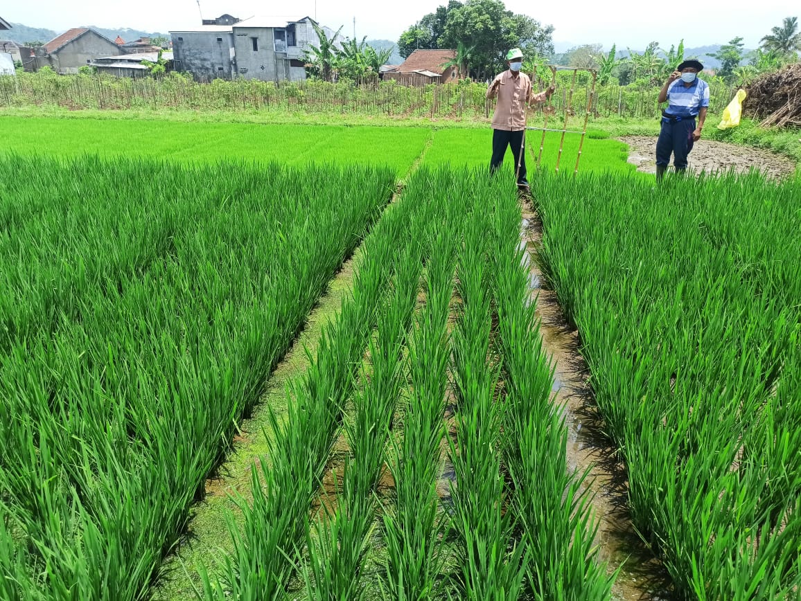 penyebab bibit padi tidak tumbuh seragam di sawah