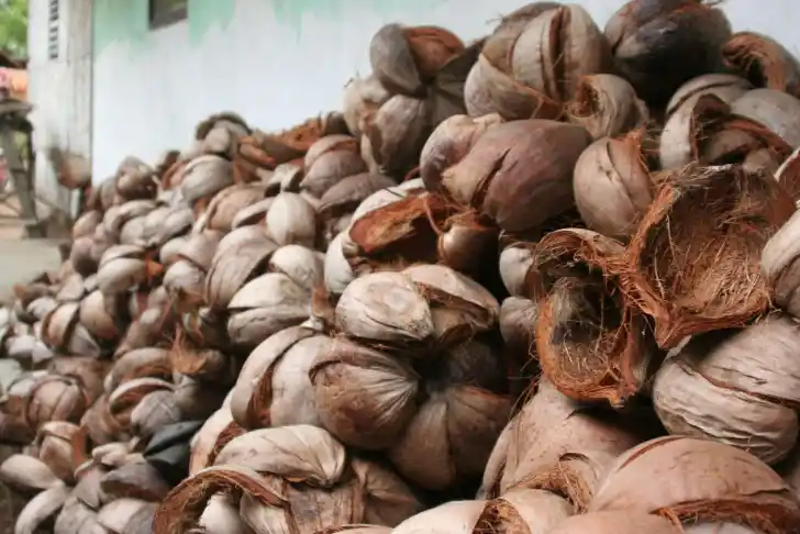 Harga Sabut Kelapa Mentah dan Faktor Penentu Nilai Jual