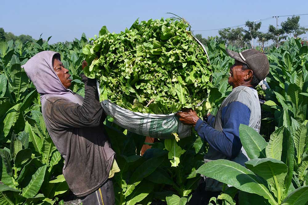 Kualitas Rajangan Tembakau untuk Hasil Optimal