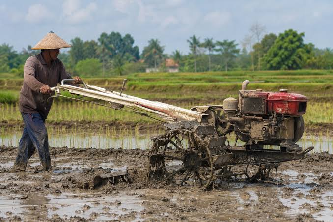 teknik menggaru sawah dengan benar