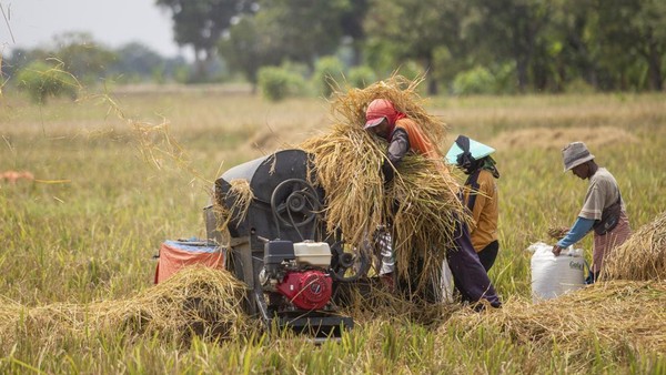 Dampak Kelangkaan Tenaga Kerja Pertanian terhadap Produktivitas dan Hasil Panen