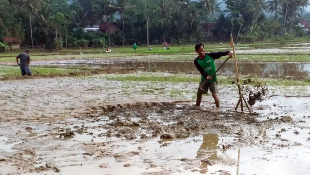 Cara Membajak Lahan Sawah yang Berlumpur agar Tidak Amblas